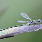 Kleine Binsenjungfer – (Lestes virens)