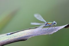 Kleine Binsenjungfer – (Lestes virens)