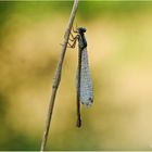 Kleine Binsenjungfer (Lestes virens).......