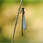 Kleine Binsenjungfer (Lestes virens).......