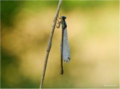 Kleine Binsenjungfer (Lestes virens).......