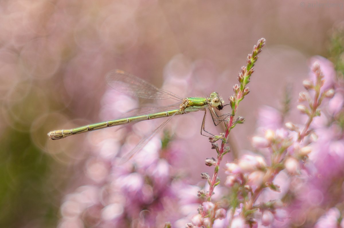 Kleine Binsenjungfer (Lestes virens)