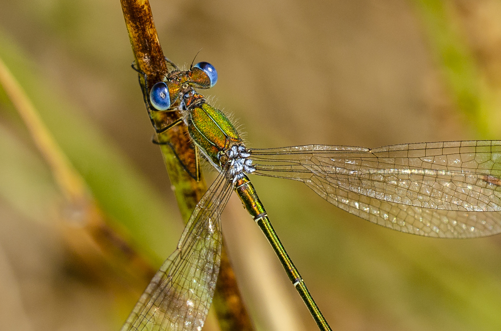 Kleine Binsenjungfer (Lestes virens)