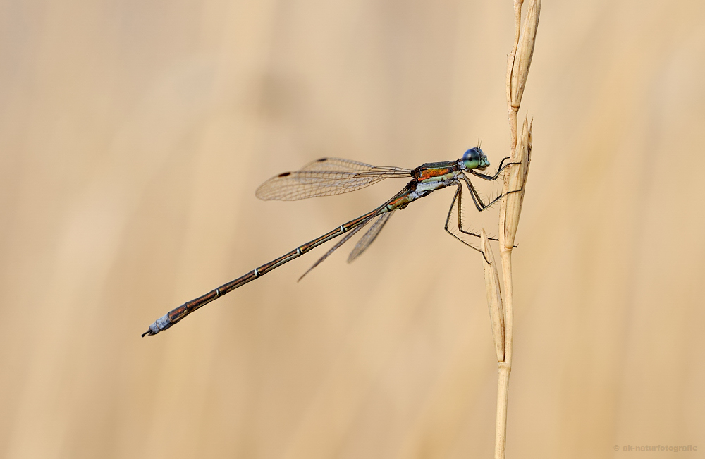 Kleine Binsenjungfer (Lestes virens)