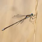 Kleine Binsenjungfer (Lestes virens)