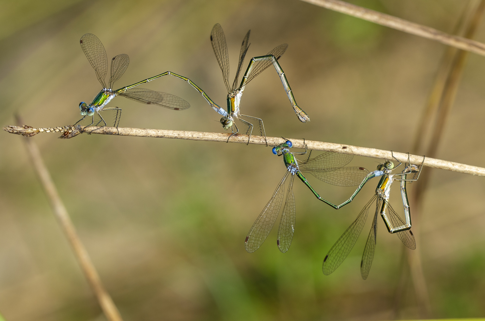 Kleine Binsenjungfer (Lestes virens) Foto & Bild tiere, wildlife