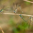 Kleine Binsenjungfer (Lestes virens)