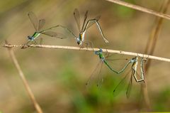 Kleine Binsenjungfer (Lestes virens)