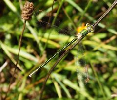 Kleine Binsenjungfer (Lestes virens)