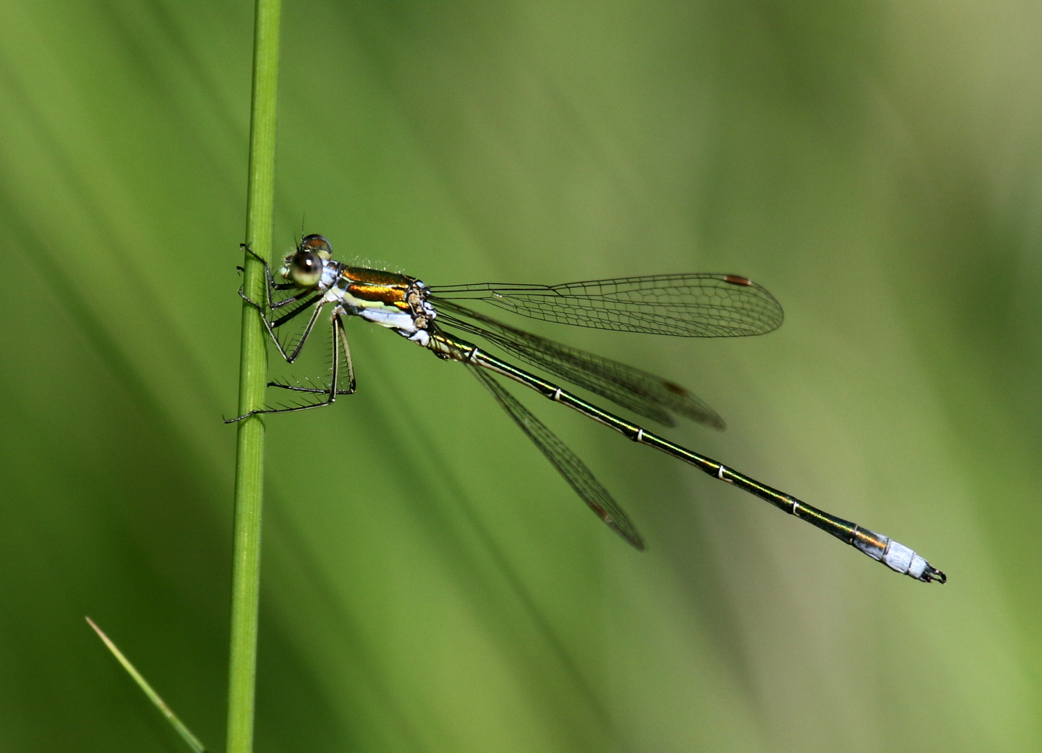 Kleine Binsenjungfer, Lestes virens