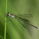 Kleine Binsenjungfer, Lestes virens