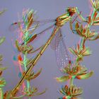 Kleine Binsenjungfer (Lestes virens)