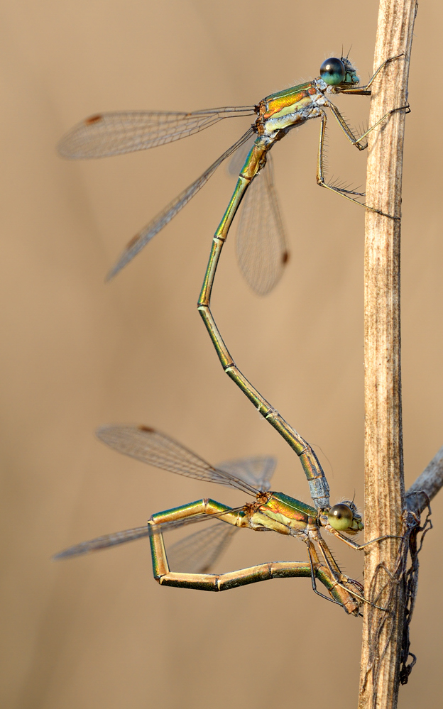 Kleine Binsenjungfer (Lestes virens)