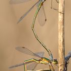 Kleine Binsenjungfer (Lestes virens)