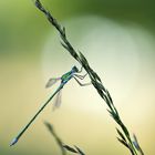 kleine Binsenjungfer (Lestes virens)