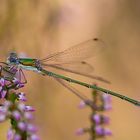 Kleine Binsenjungfer (Lestes virens) im Abendlicht 2