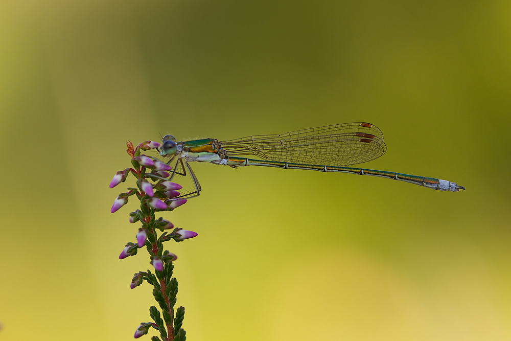 Kleine Binsenjungfer (Lestes virens) im Abendlicht