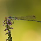 Kleine Binsenjungfer (Lestes virens) im Abendlicht