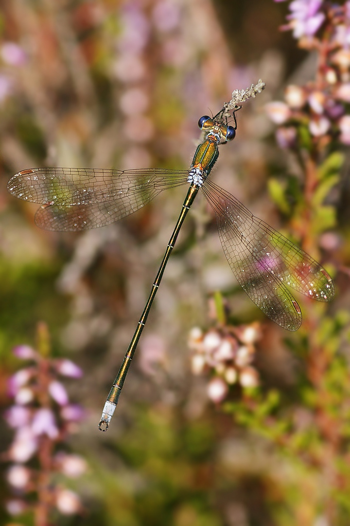 Kleine Binsenjungfer (Lestes virens), Männchen