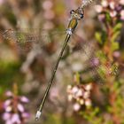 Kleine Binsenjungfer (Lestes virens), Männchen