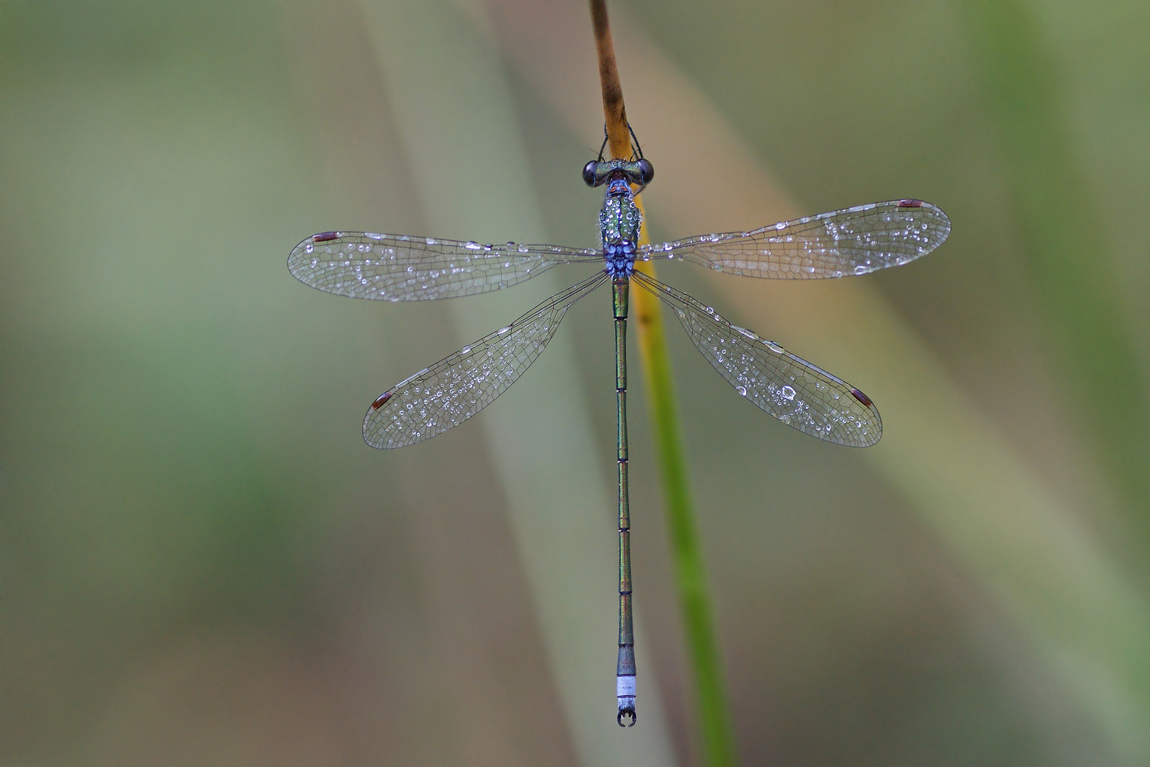 Kleine Binsenjungfer (Lestes virens), Männchen