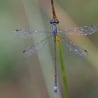 Kleine Binsenjungfer (Lestes virens), Männchen