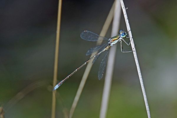 Kleine Binsenjungfer (Lestes virens), Männchen