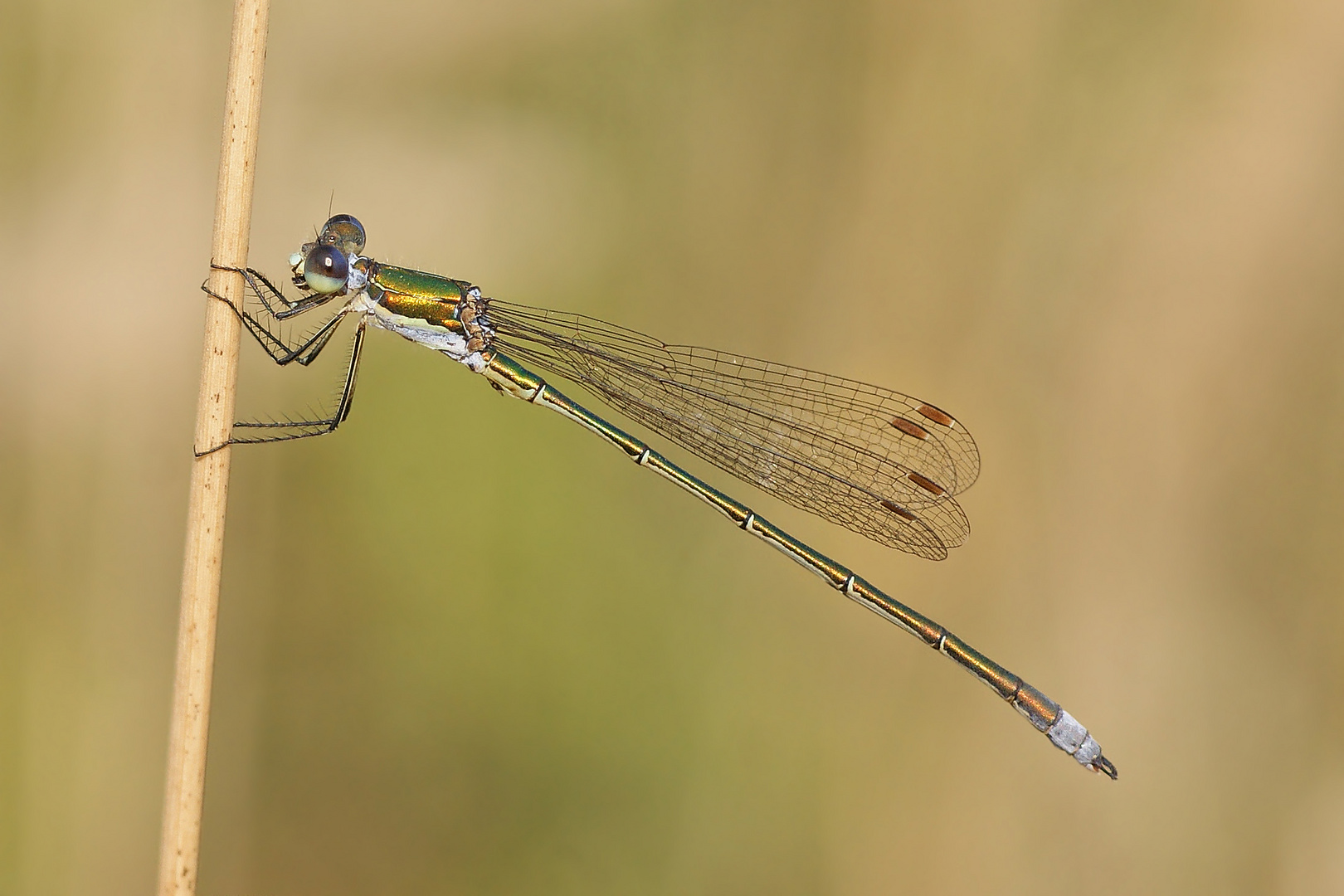 Kleine Binsenjungfer (Lestes virens), Männchen