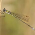 Kleine Binsenjungfer (Lestes virens), Männchen