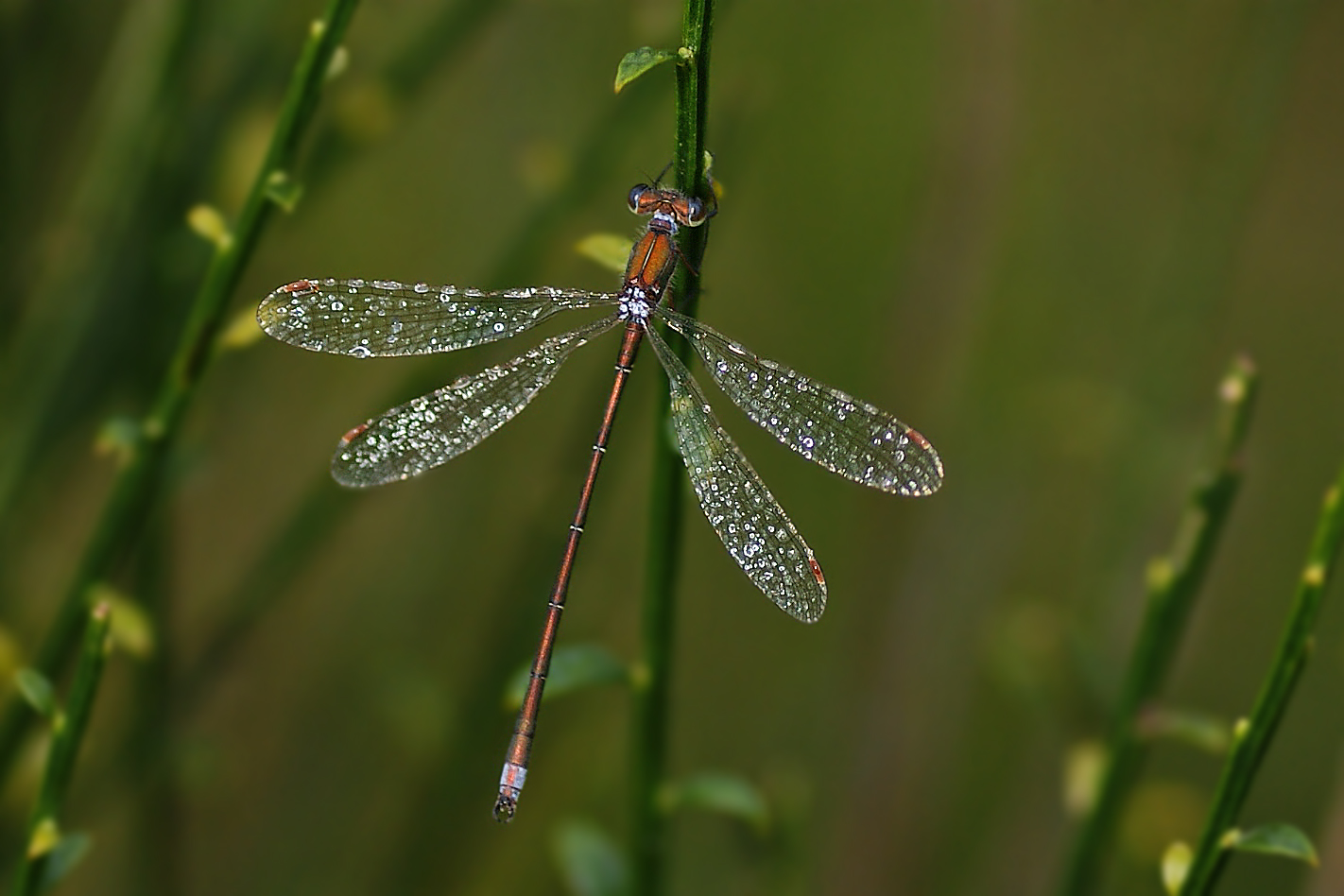 Kleine Binsenjungfer (Lestes virens), Morgentau-Männchen