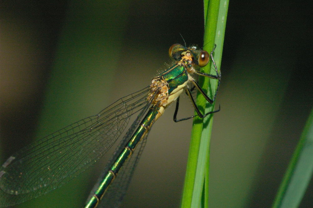 Kleine Binsenjungfer (Lestes virens vestalis)