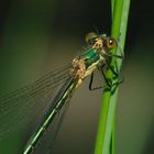 Kleine Binsenjungfer (Lestes virens vestalis)