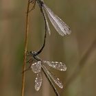 Kleine Binsenjungfern (Lestes virens)