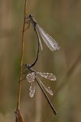 Kleine Binsenjungfern (Lestes virens)