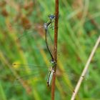 Kleine Binsenjungfern (Lestes virens) bei der Paarung