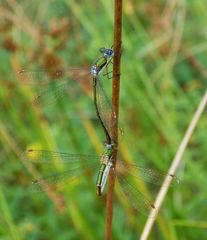 Kleine Binsenjungfern (Lestes virens) bei der Paarung