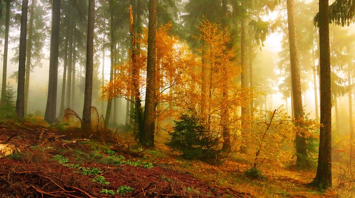 Kleine Birken leuchten im herbstlichen Wald