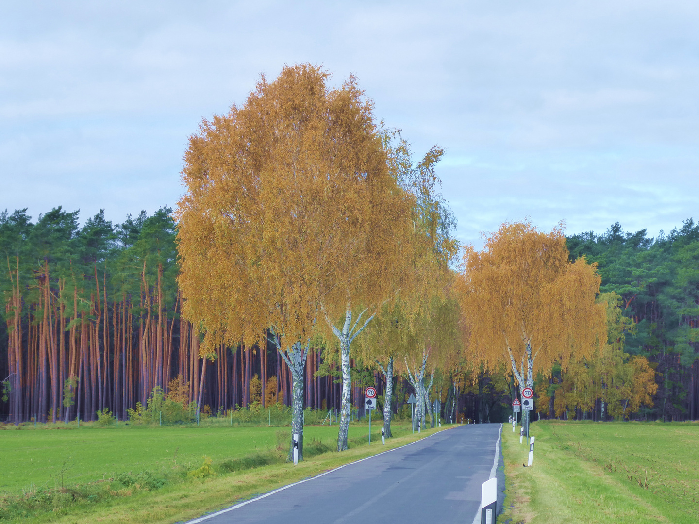 kleine Birkenallee