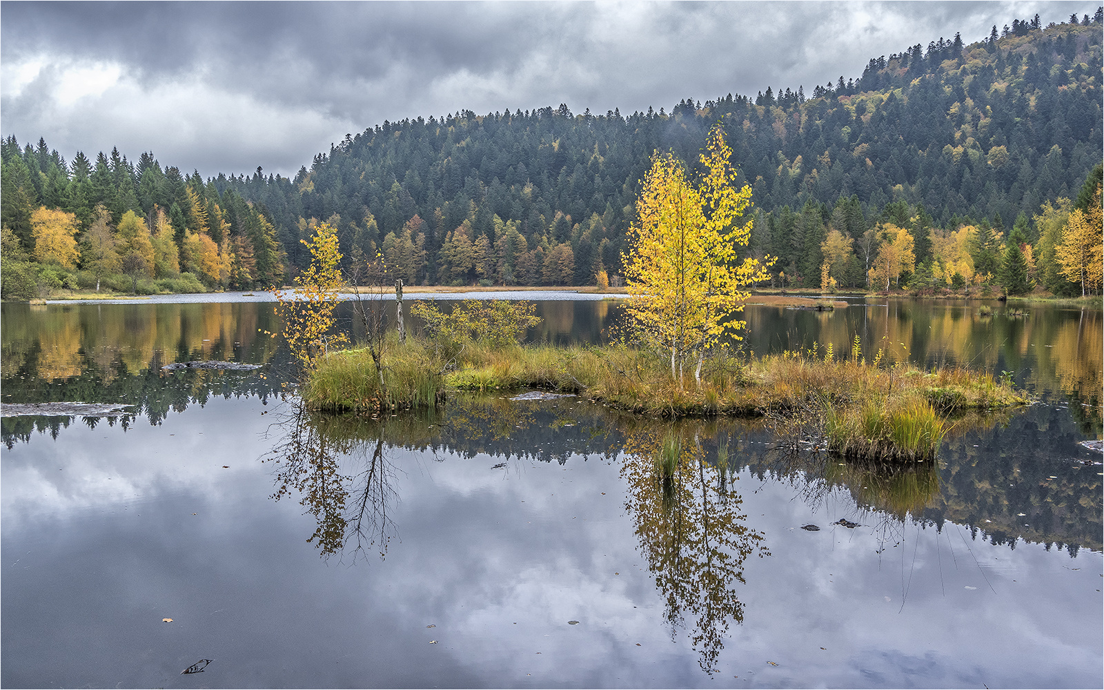 kleine birkeninsel