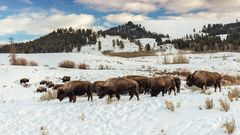 Kleine Bisonherde abends im Yellowstone.