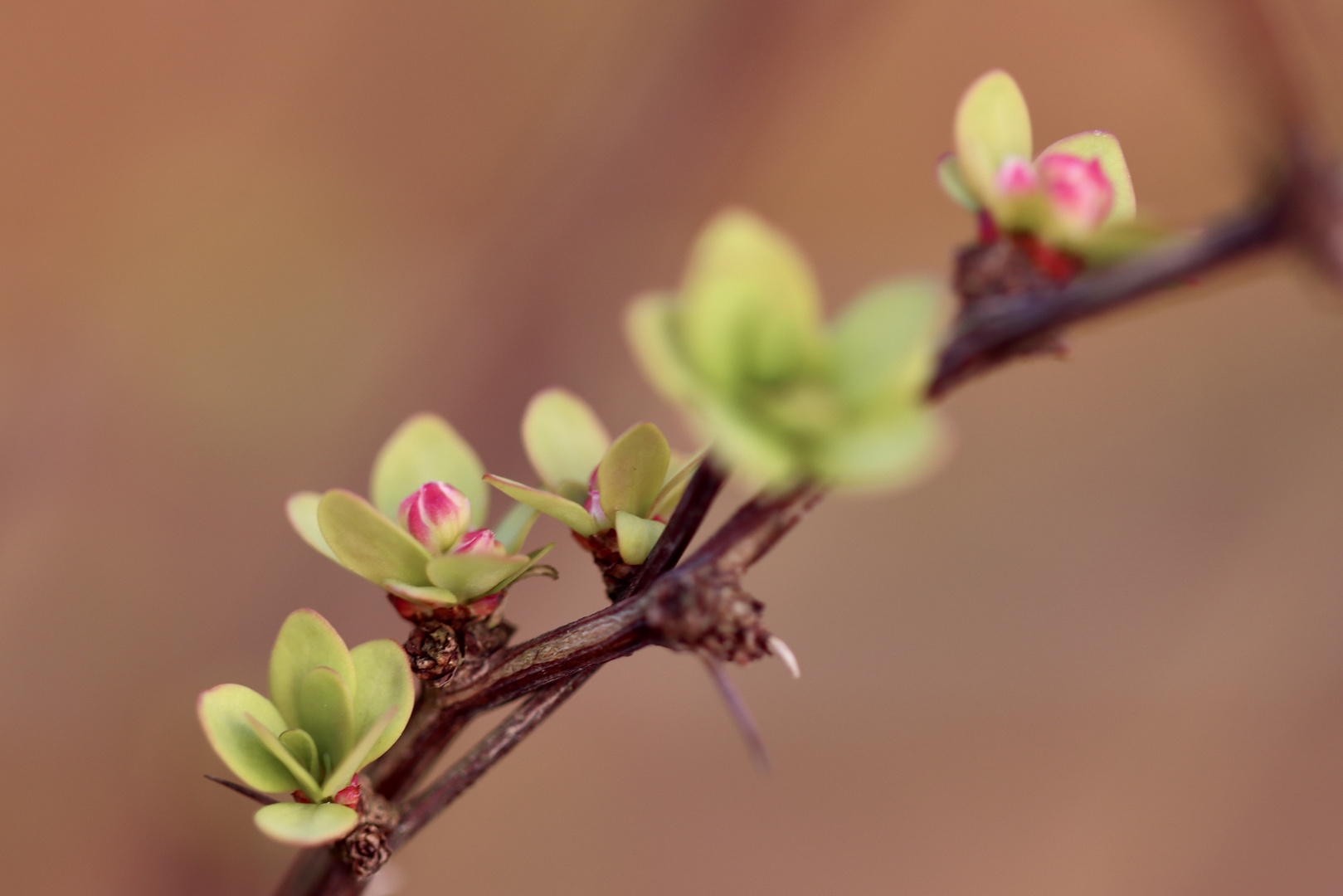Kleine Blättchen ganz groß… Foto & Bild pflanzen, pilze & flechten