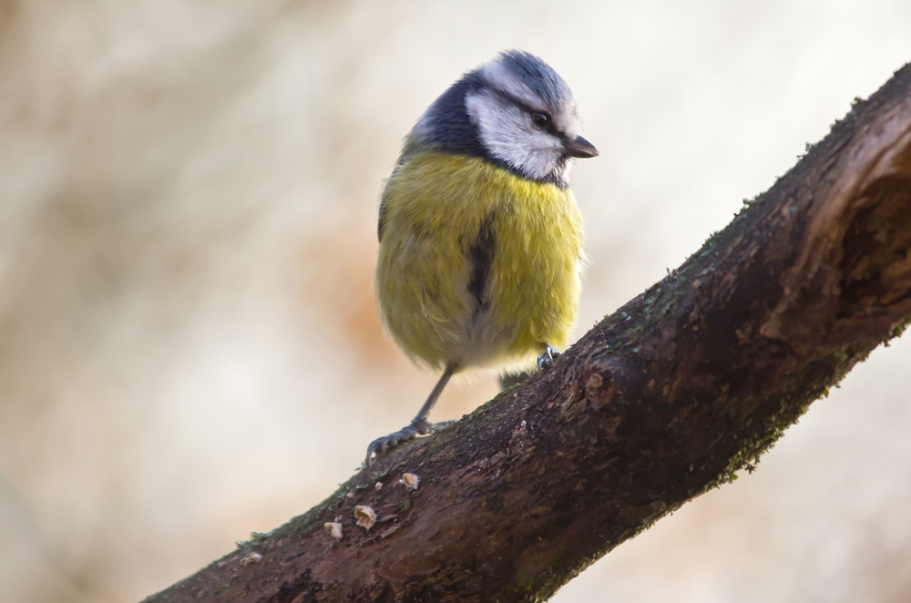 kleine Blaue