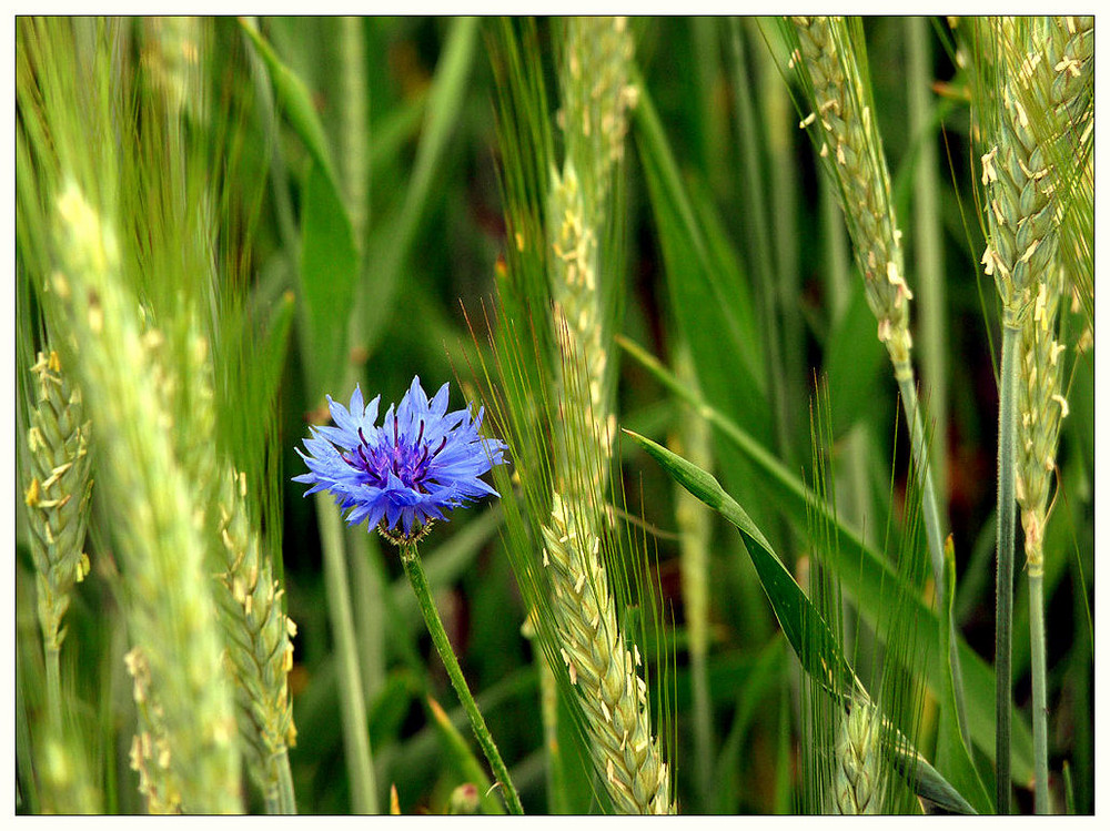 kleine blaue...