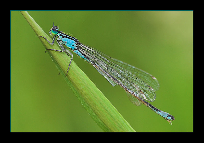 Kleine Blaue