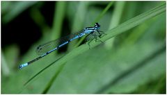 kleine Blaue