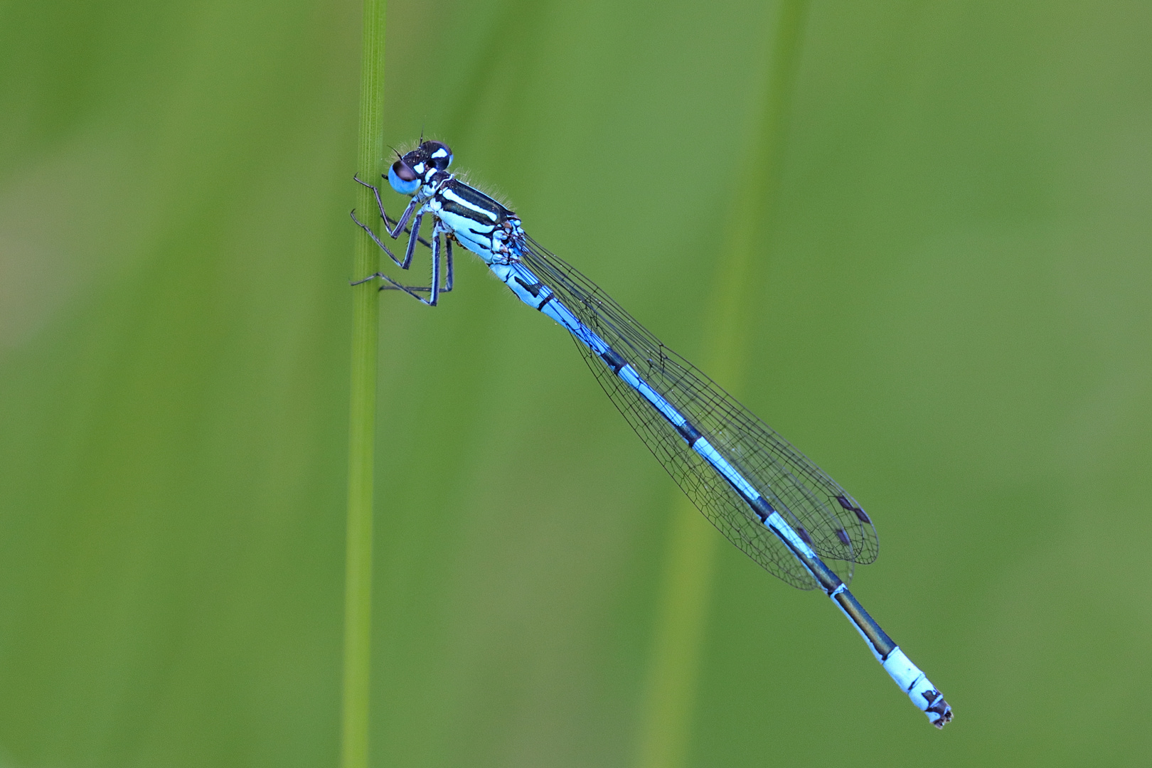 Kleine blaue