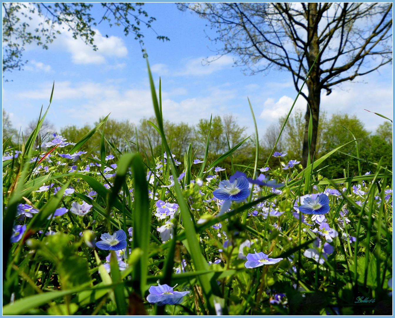 Kleine blaue Blümchen Foto & Bild naturkreativ