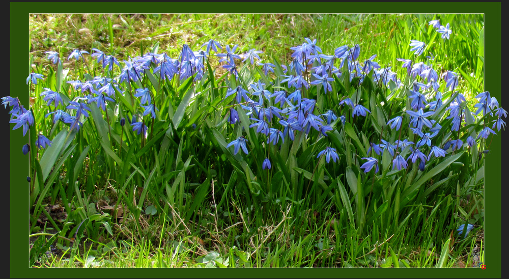 Kleine blaue Blümchen.....überall