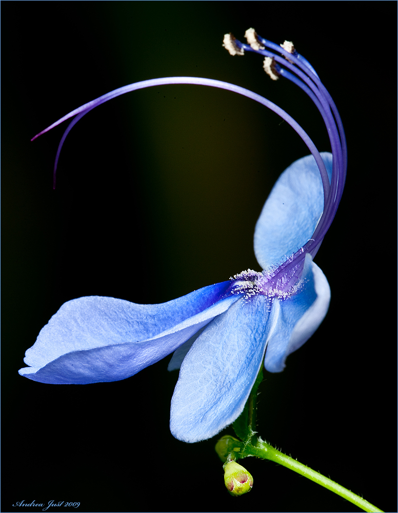 Kleine Blaue Blüten