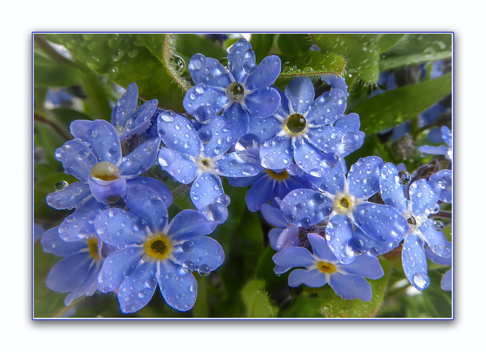 Kleine blaue Blüten ganz groß....